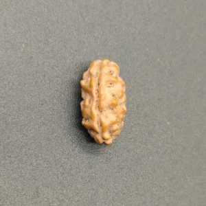 Ek Mukhi / One Face Super Collector Java Rudraksha