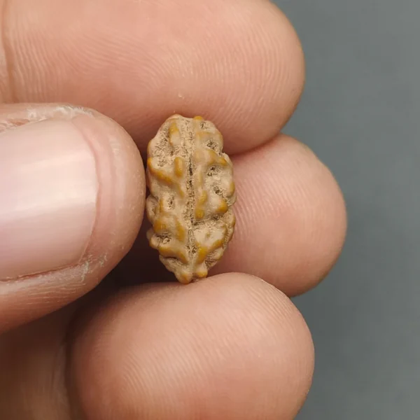 Ek Mukhi / One Face Super Collector Java Rudraksha - Image 2