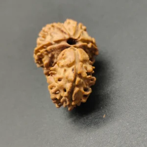 Ek Mukhi / One Face Sawaar Rudraksha