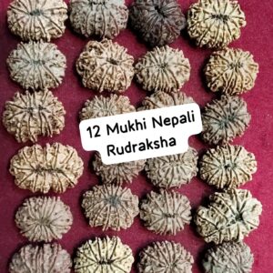12 Mukhi Nepali Rudraksha Lot