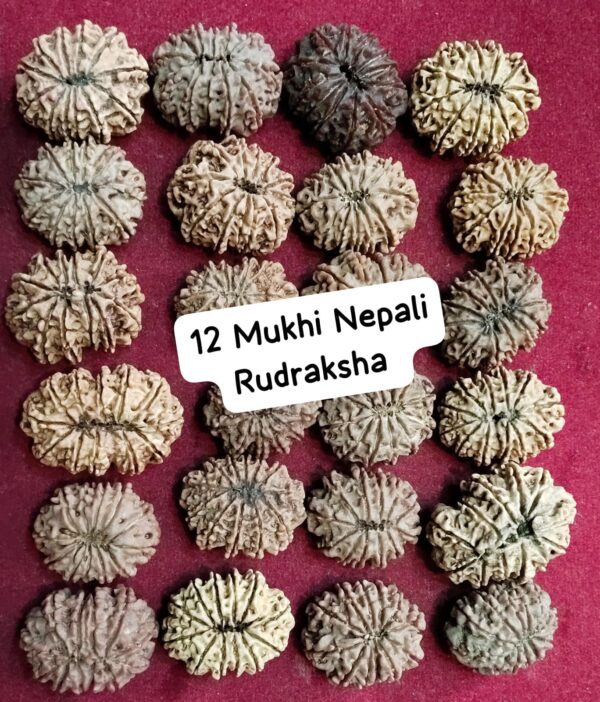 12 Mukhi Nepali Rudraksha Lot
