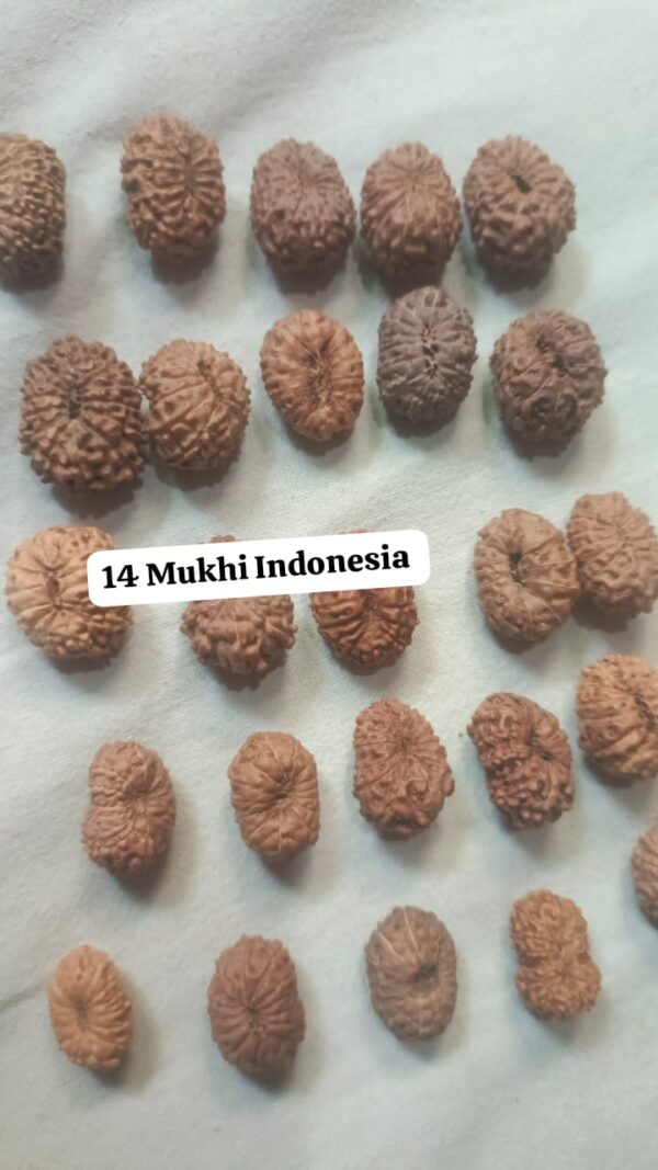 14 Mukhi Indonesian Rudraksha