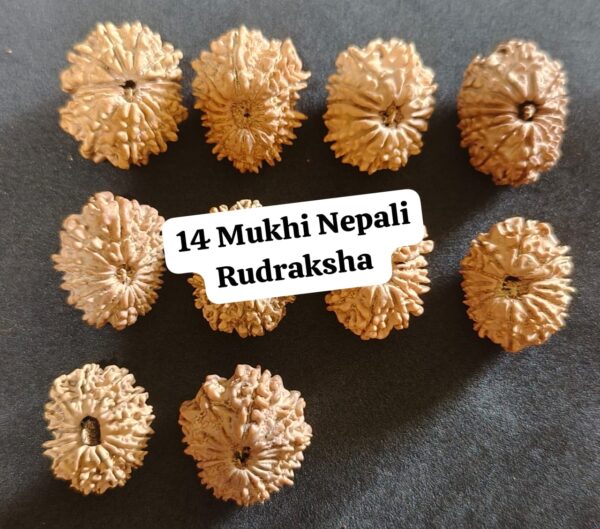 14 Mukhi Nepali Rudraksh