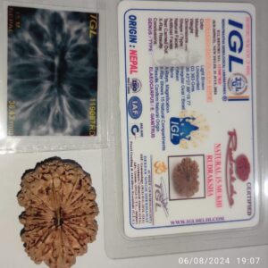 15 Mukhi Rudraksh