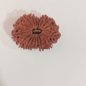 18 Mukhi Nepali Rudraksha