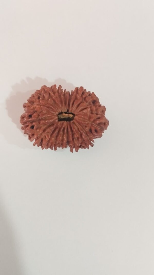 18 Mukhi Nepali Rudraksha