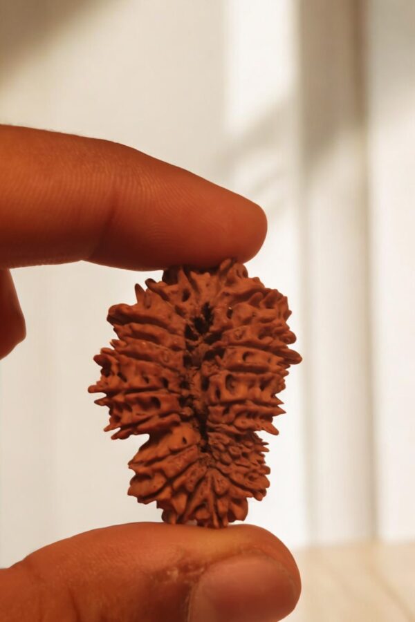 21 Mukhi Nepali Rudraksha - Image 3