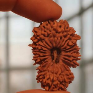 21 Mukhi Nepali Rudraksha