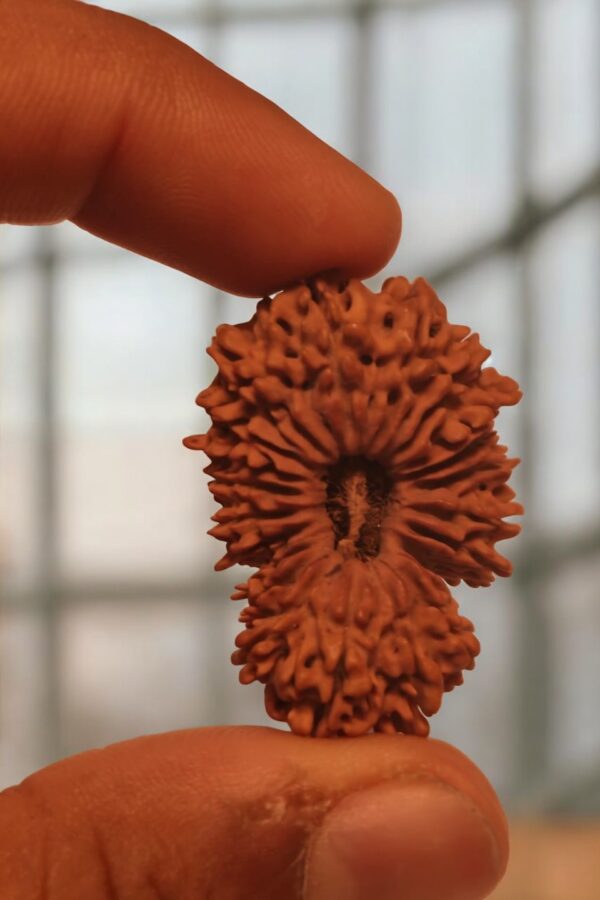 21 Mukhi Nepali Rudraksha
