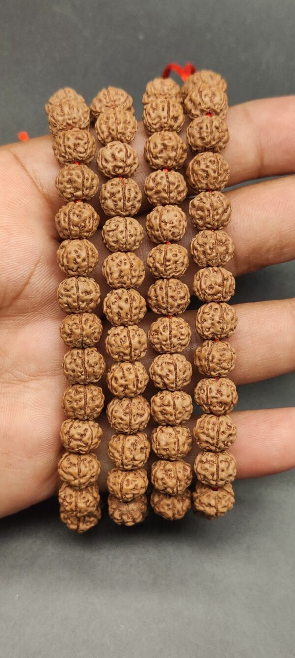 5 Mukhi Rudraksh Mala Indonesian