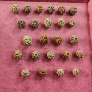 8 Mukhi Nepali Rudraksha Lot