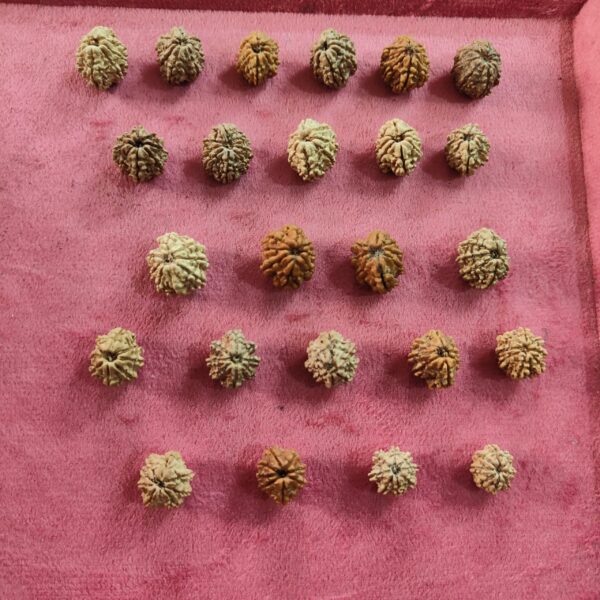 8 Mukhi Nepali Rudraksha Lot