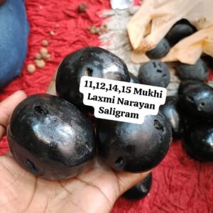 11, 12, 14, 15 Mukhi Laxmi Narayan Shaligram