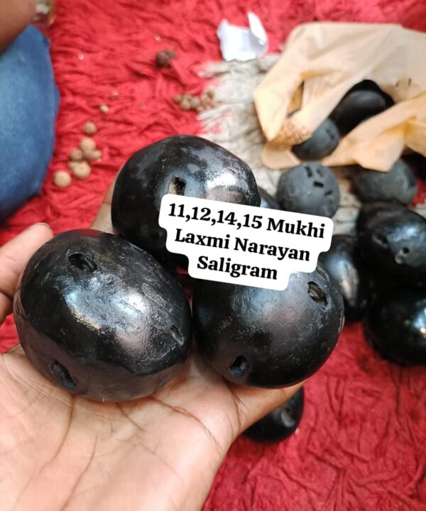 11, 12, 14, 15 Mukhi Laxmi Narayan Shaligram