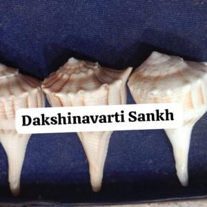 Natural Dakshinavarthi Shankh