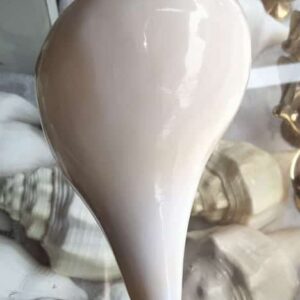 Natural Shankh