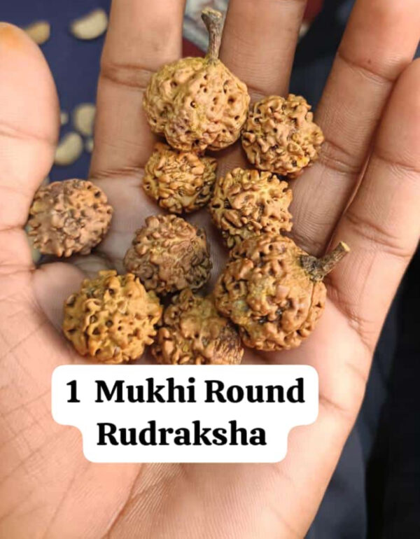 1-Mukhi Rudraksha Nepal - Image 2