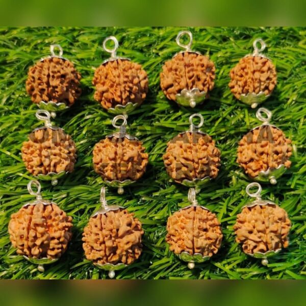 1-Mukhi Rudraksha Nepal