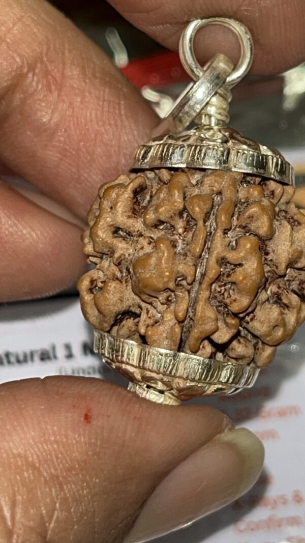 1-Mukhi Rudraksha Nepal - Image 3