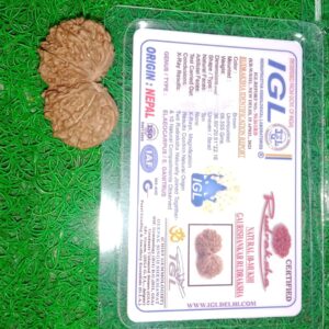 10-Mukhi Gauri Shankar Rudraksha Nepal