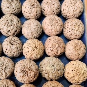 10-Mukhi Papua Dana