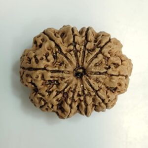 10-Mukhi Rudraksha Nepal