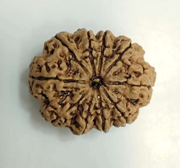 10-Mukhi Rudraksha Nepal