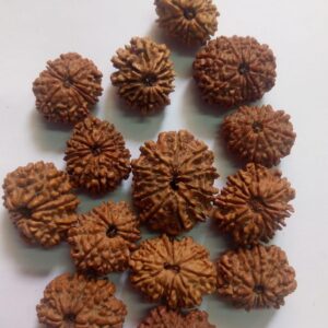 11-Mukhi Rudraksha Nepal