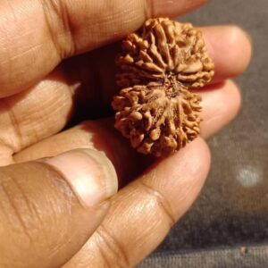 12-Mukhi Gauri Shankar Rudraksha Nepal