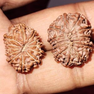 12-Mukhi Rudraksha Nepal