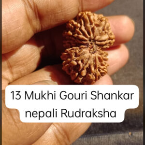 13-Mukhi Gauri Shankar Rudraksha Nepal