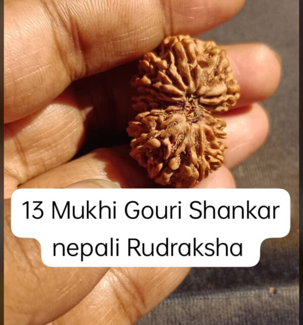 13-Mukhi Gauri Shankar Rudraksha Nepal