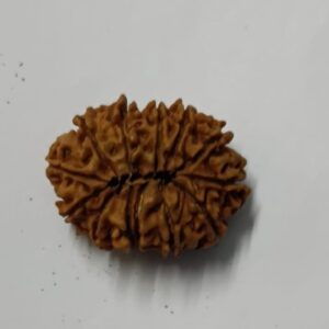 13-Mukhi Rudraksha Nepal