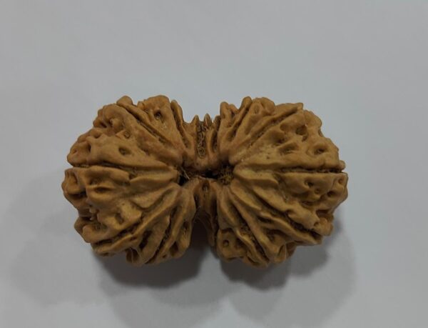 14-Mukhi Gauri Shankar Rudraksha Nepal - Image 5