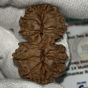 14-Mukhi Gauri Shankar Rudraksha Nepal