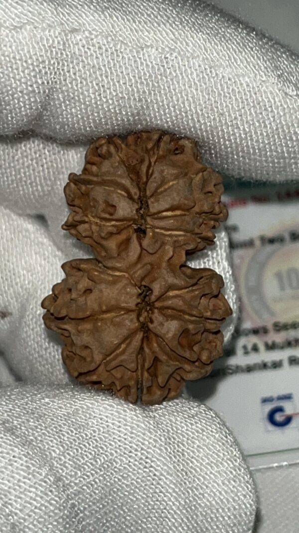 14-Mukhi Gauri Shankar Rudraksha Nepal