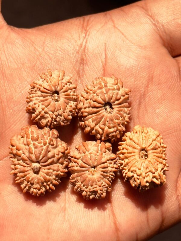 14-Mukhi Gauri Shankar Rudraksha Nepal - Image 2