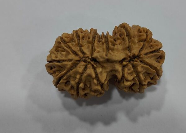 14-Mukhi Gauri Shankar Rudraksha Nepal - Image 4