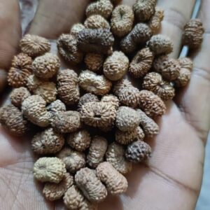 14 Mukhi Rudraksha Indonesia