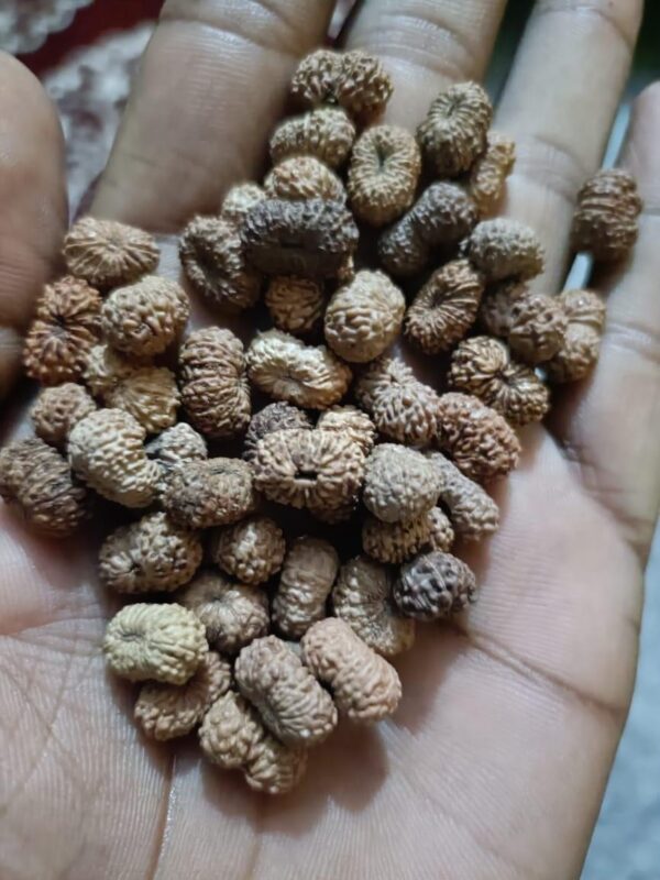 14 Mukhi Rudraksha Indonesia