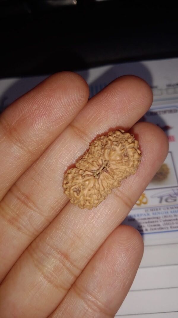14 Mukhi Rudraksha Indonesia - Image 2