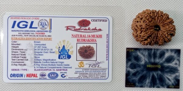 14-Mukhi Rudraksha Nepal (Multiple Sizes) - Image 2