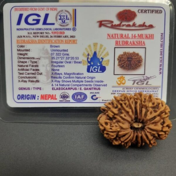 14-Mukhi Rudraksha Nepal (Multiple Sizes) - Image 3