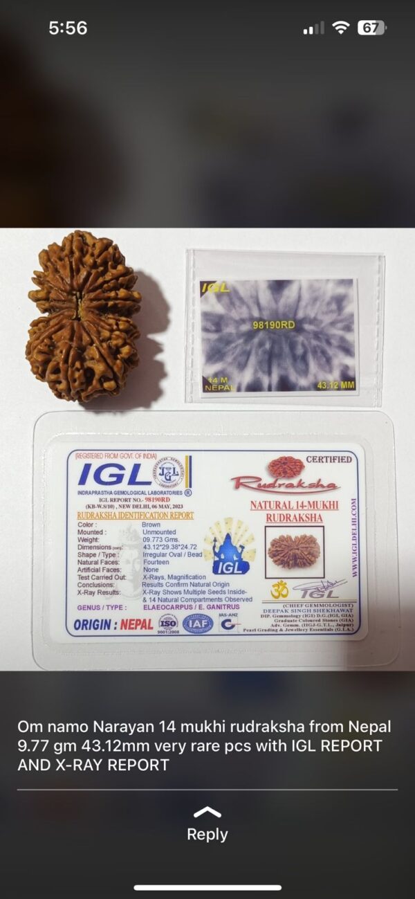 14-Mukhi Rudraksha Nepal (Multiple Sizes) - Image 4