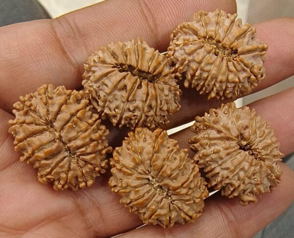 14-Mukhi Rudraksha Nepal (Multiple Sizes)