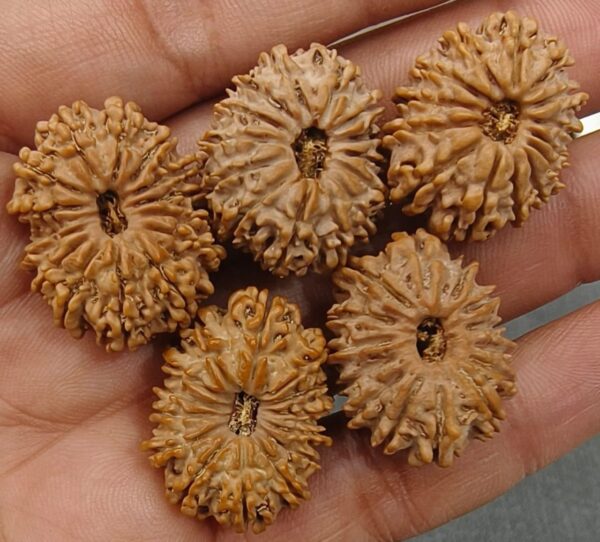14-Mukhi Rudraksha Nepal (Multiple Sizes) - Image 5