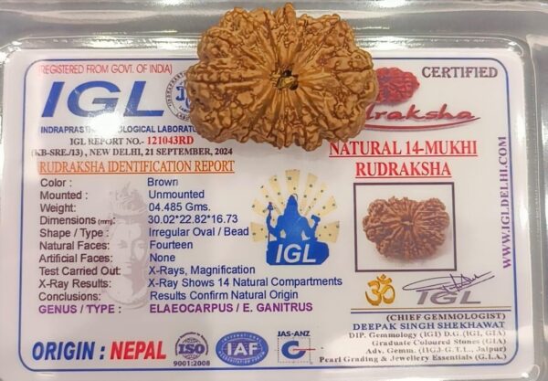 14-Mukhi Rudraksha Nepal (Multiple Sizes) - Image 6