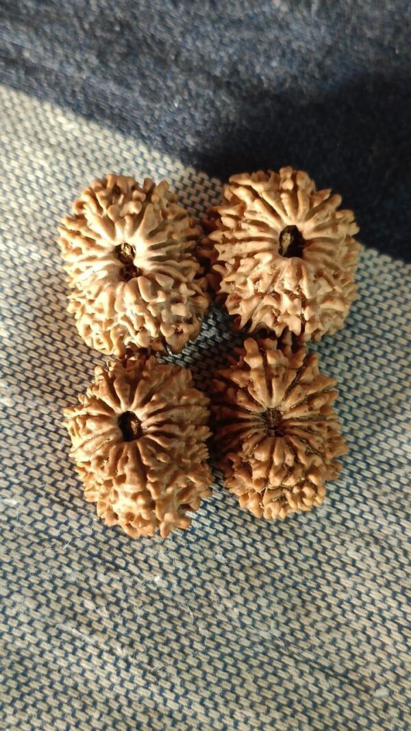 14-Mukhi Rudraksha Nepal (Multiple Sizes) - Image 7