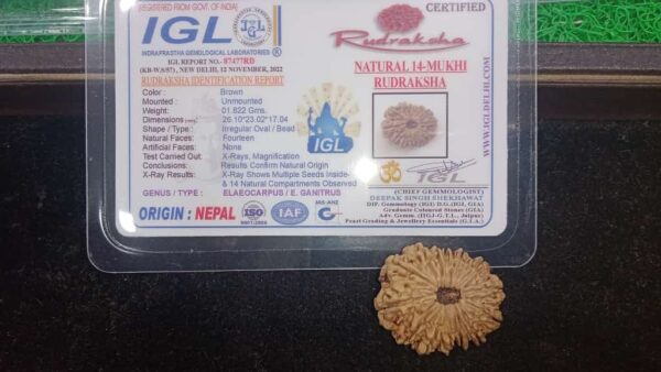 14-Mukhi Rudraksha Nepal (Multiple Sizes) - Image 8