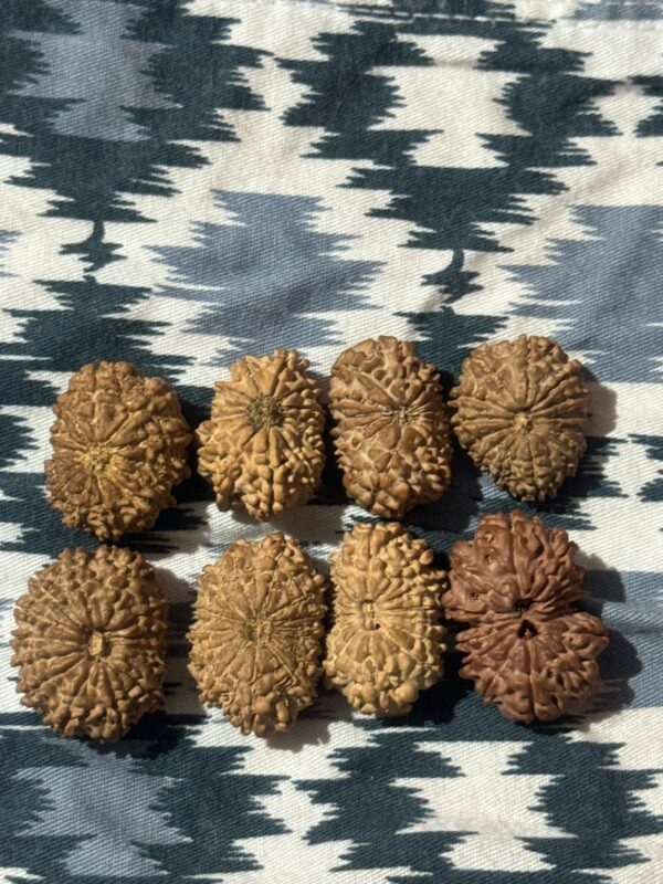 14-Mukhi Rudraksha Nepal (Multiple Sizes) - Image 9